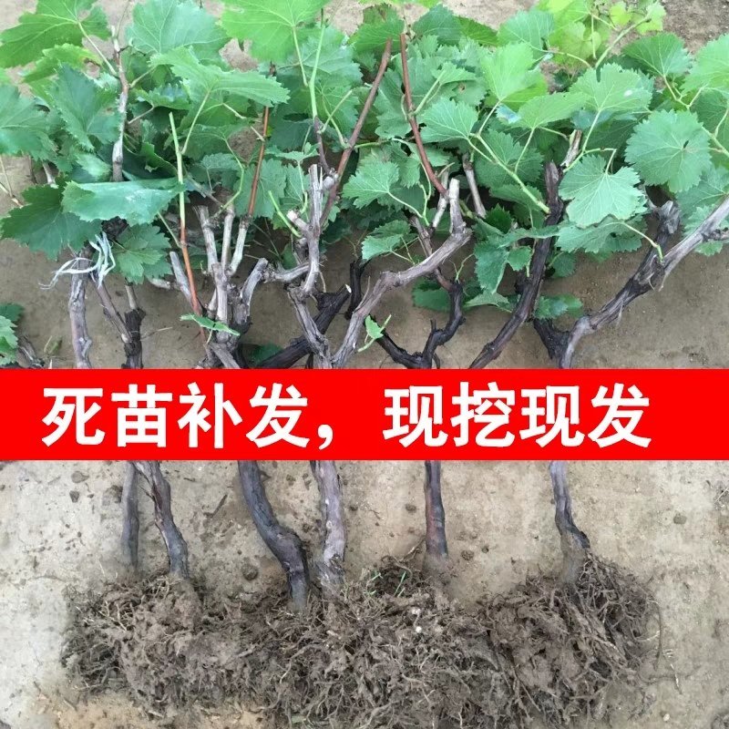 巨峰葡萄苗大蓝宝石葡萄树苖果树果苗南北方种植爬藤盆栽当年