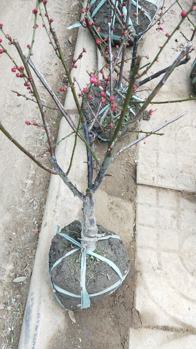 红梅老桩盆景带芽发货不用担心品种问题