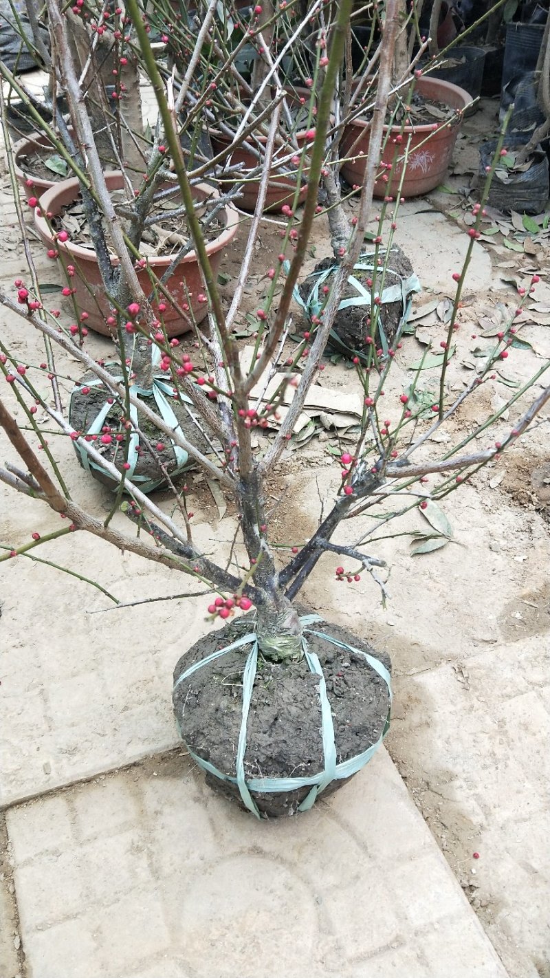 红梅老桩盆景带芽发货不用担心品种问题
