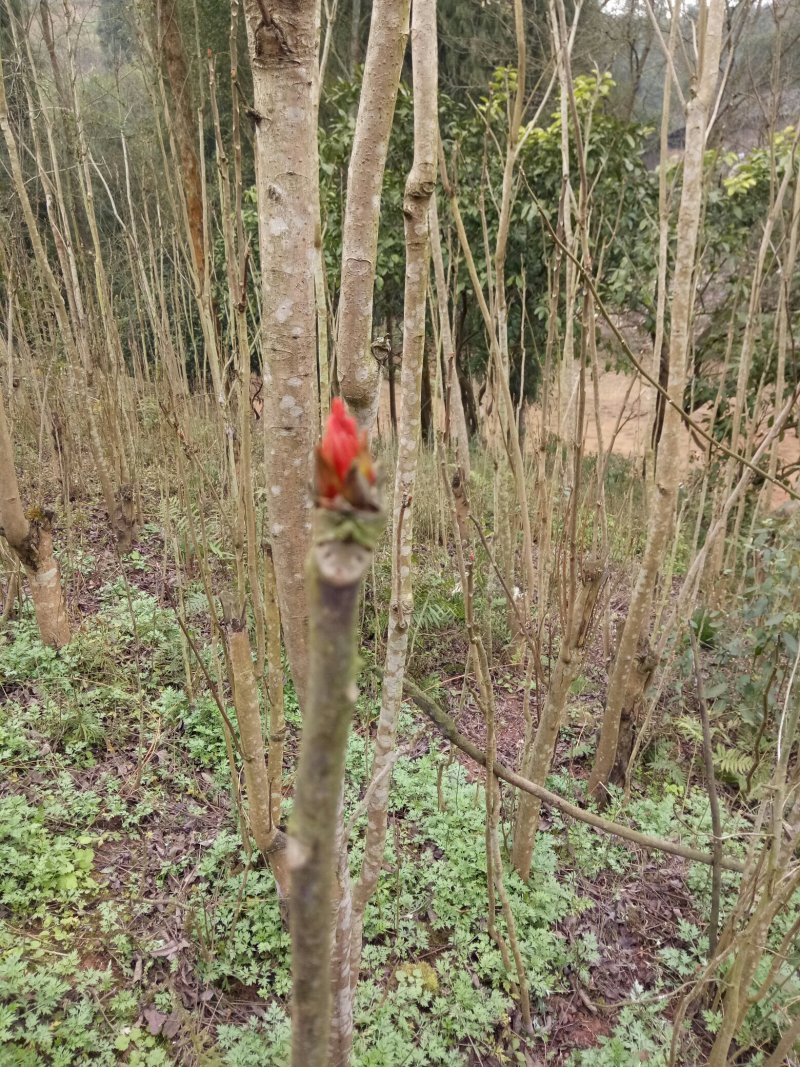 香椿