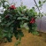 绿植盆栽口红吊兰盆栽净化空气除甲醛观花植物