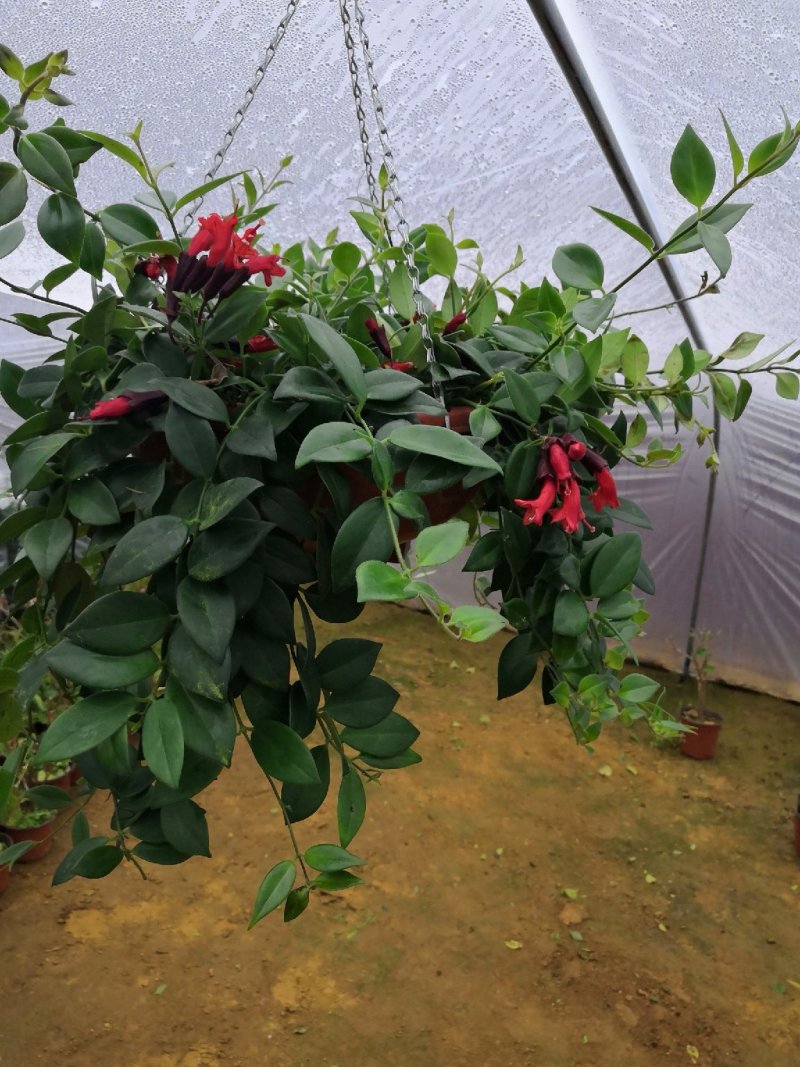 绿植盆栽口红吊兰盆栽净化空气除甲醛观花植物