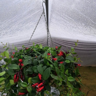 绿植盆栽口红吊兰盆栽净化空气除甲醛观花植物