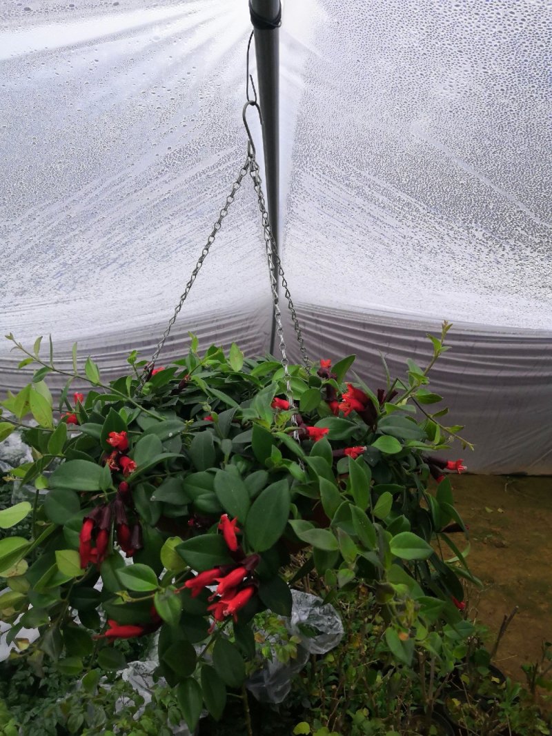 绿植盆栽口红吊兰盆栽净化空气除甲醛观花植物