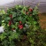 绿植盆栽口红吊兰盆栽净化空气除甲醛观花植物