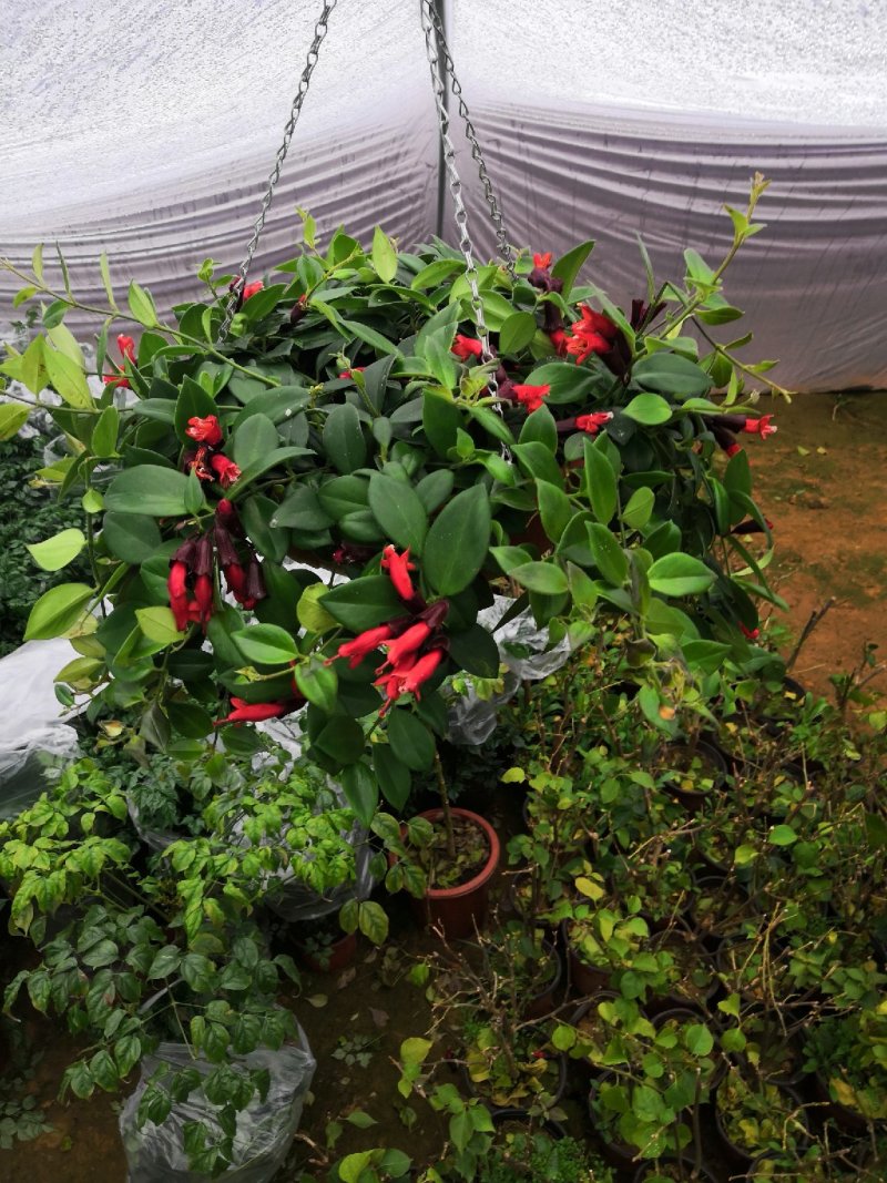 绿植盆栽口红吊兰盆栽净化空气除甲醛观花植物