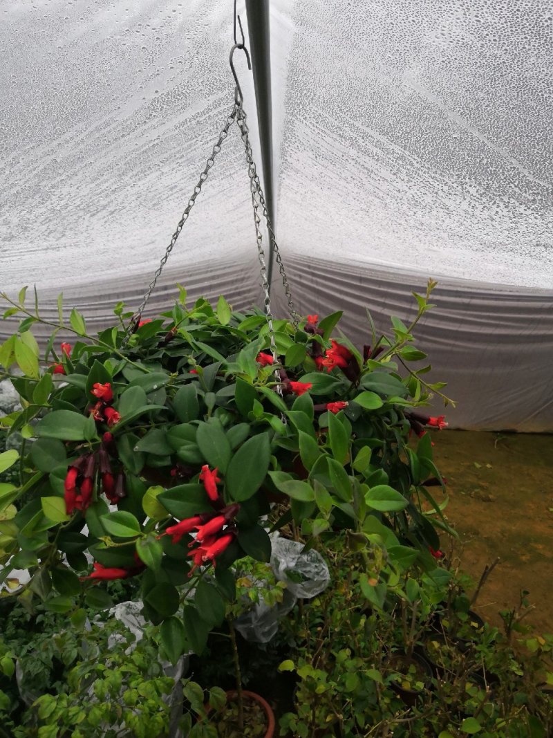 绿植盆栽口红吊兰盆栽净化空气除甲醛观花植物