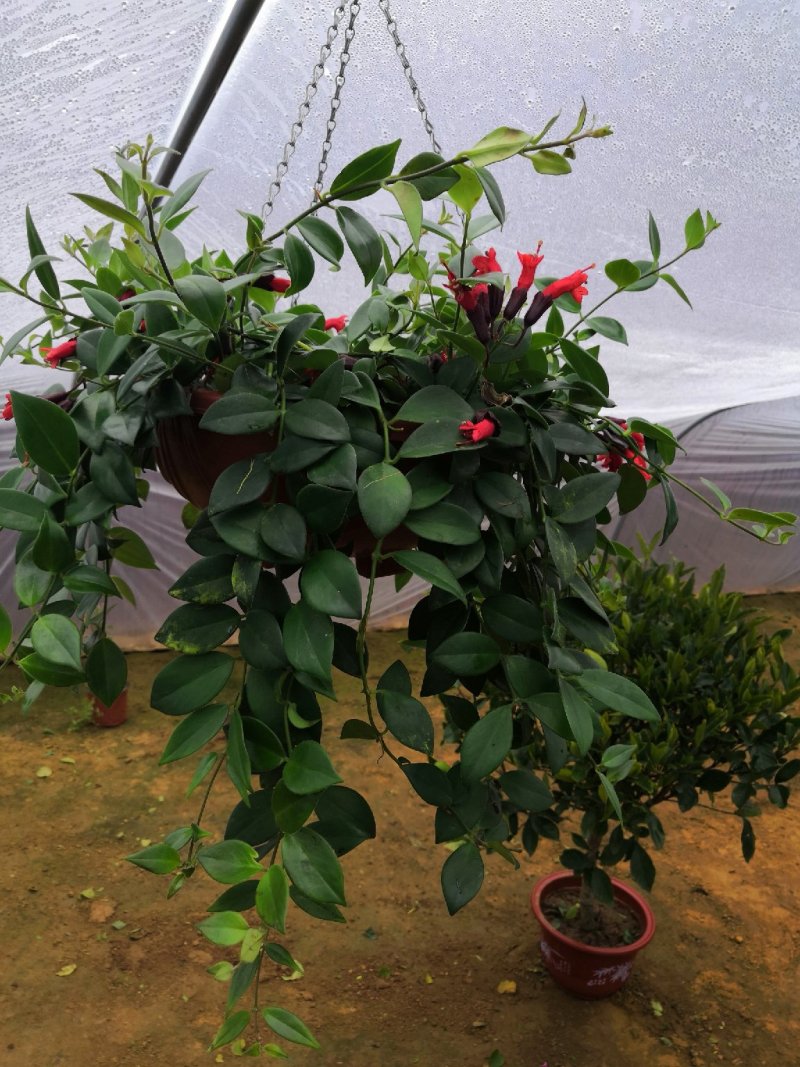 绿植盆栽口红吊兰盆栽净化空气除甲醛观花植物