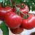 欧盾优质西红柿大量供应中，一手货源，质量保证，货源充足。
