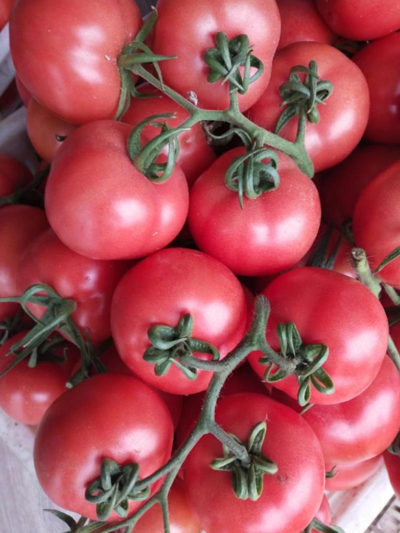 欧盾优质西红柿大量供应中，一手货源，质量保证，货源充足。