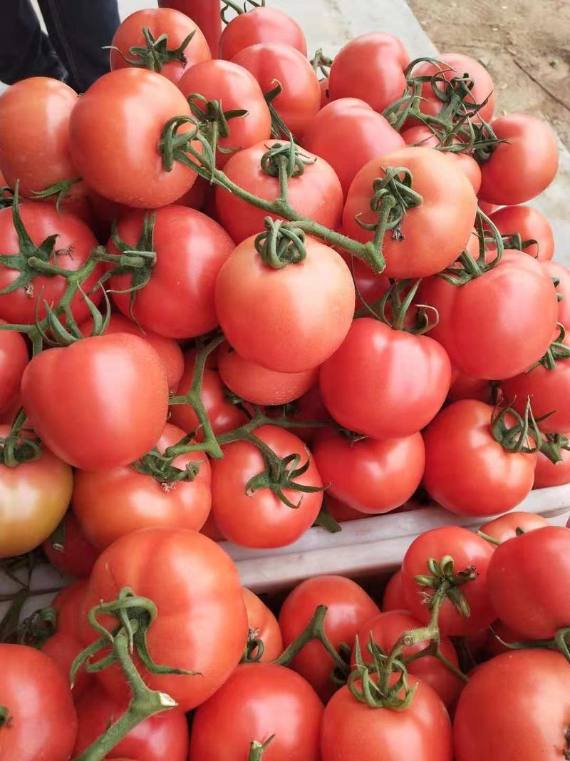山东费县硬粉西红柿大量供应中，优质货源，质量有保证。