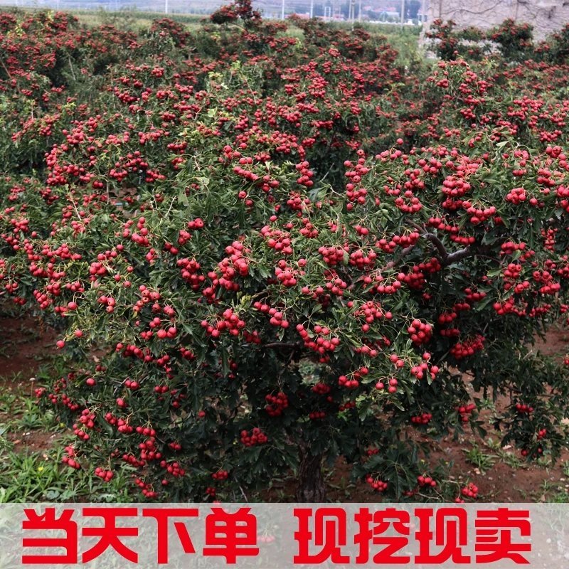 山楂苗大五棱