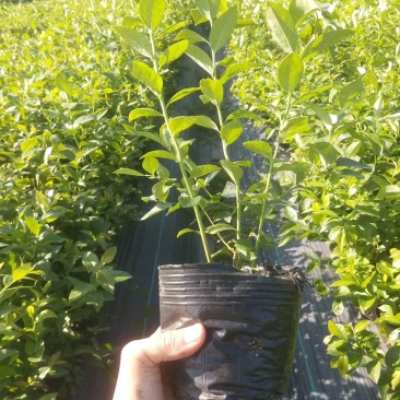 蓝莓苗1~2年30~50cm