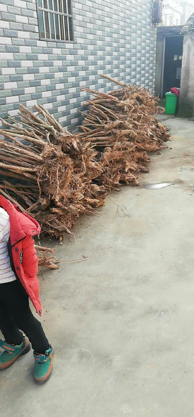 大量野生小叶赤楠供应