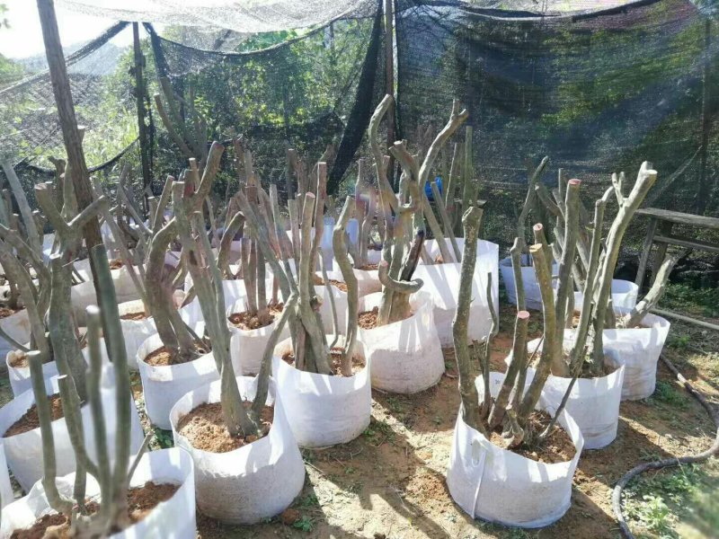 大量野生小叶赤楠供应