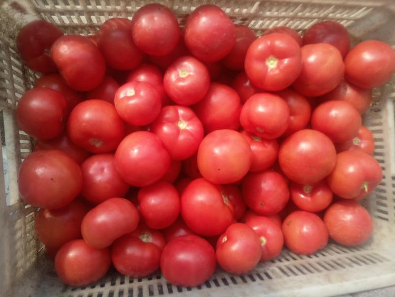 粉果番茄通货，产地直采，诚信为本代发全国