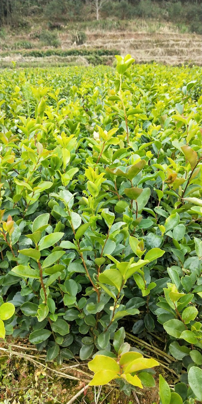 油茶苗20~60