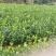 油茶苗20~60