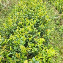油茶苗20~60