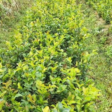 油茶苗20~60