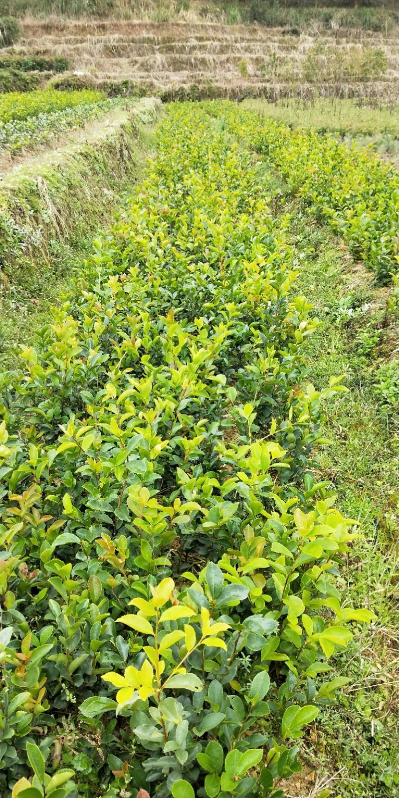 油茶苗20~60