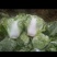 白菜