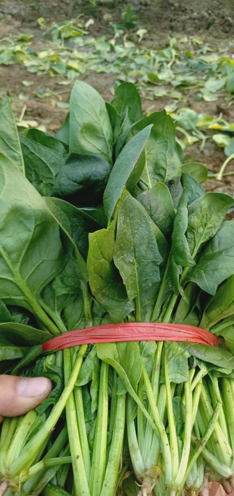【菠菜】河北越冬菠菜大量供应价格便宜全国发货
