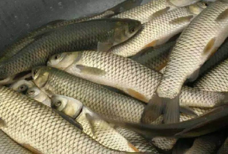 草鱼，青鱼，鳊鱼。品种多多，