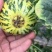 花蕾甜瓜大量供应实力代办一件代发对接电商