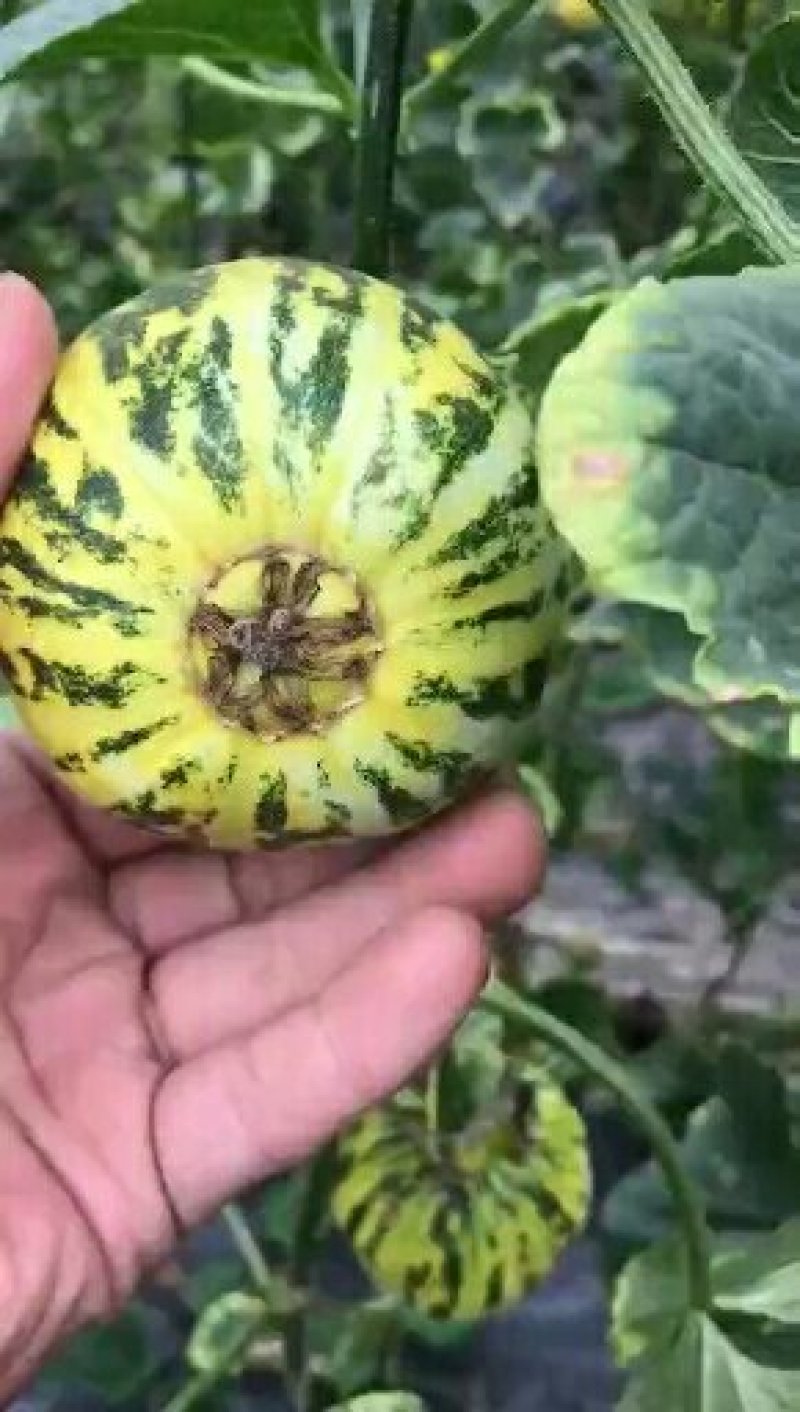 花蕾甜瓜大量供应实力代办一件代发对接电商