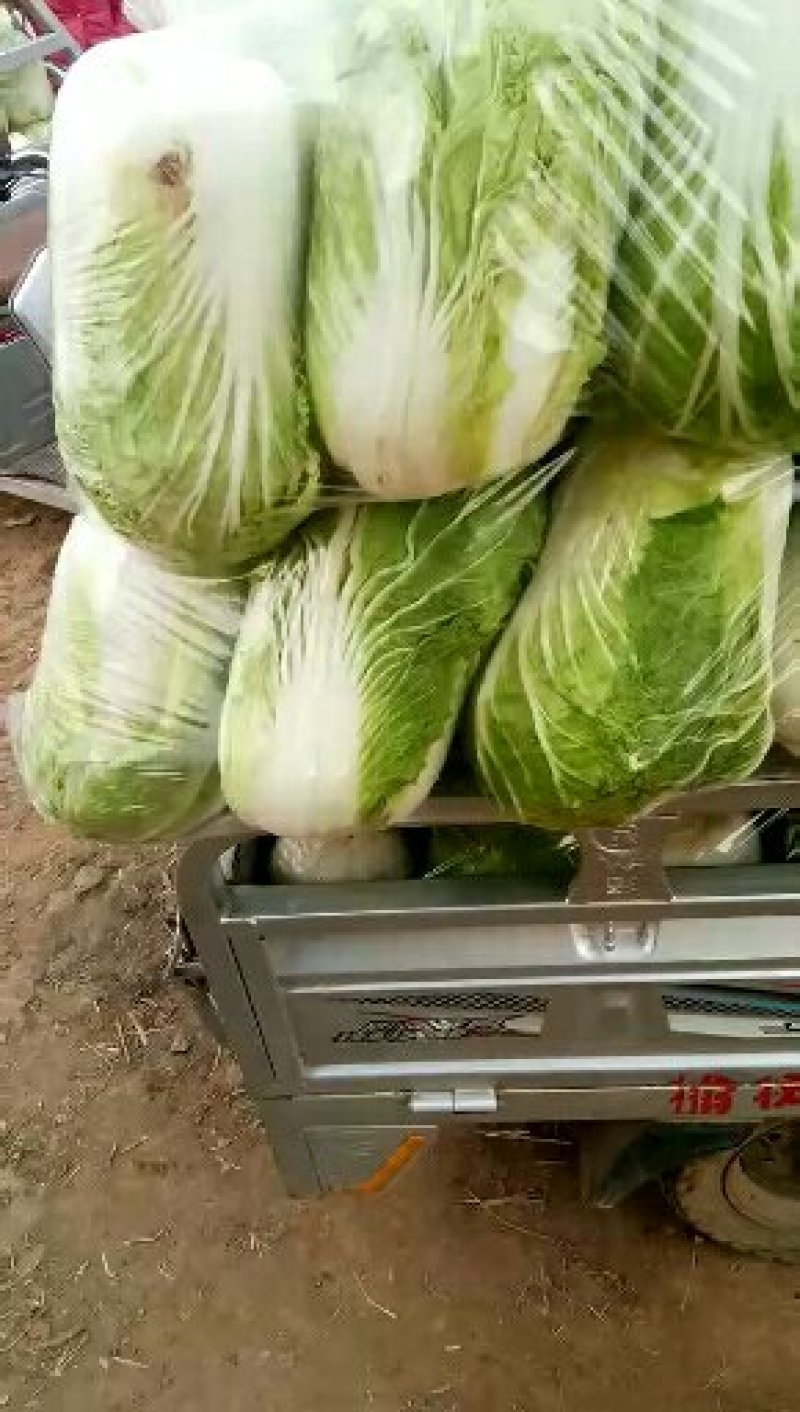 北京三号白菜，净菜4~6斤，量大从优。全国可发！