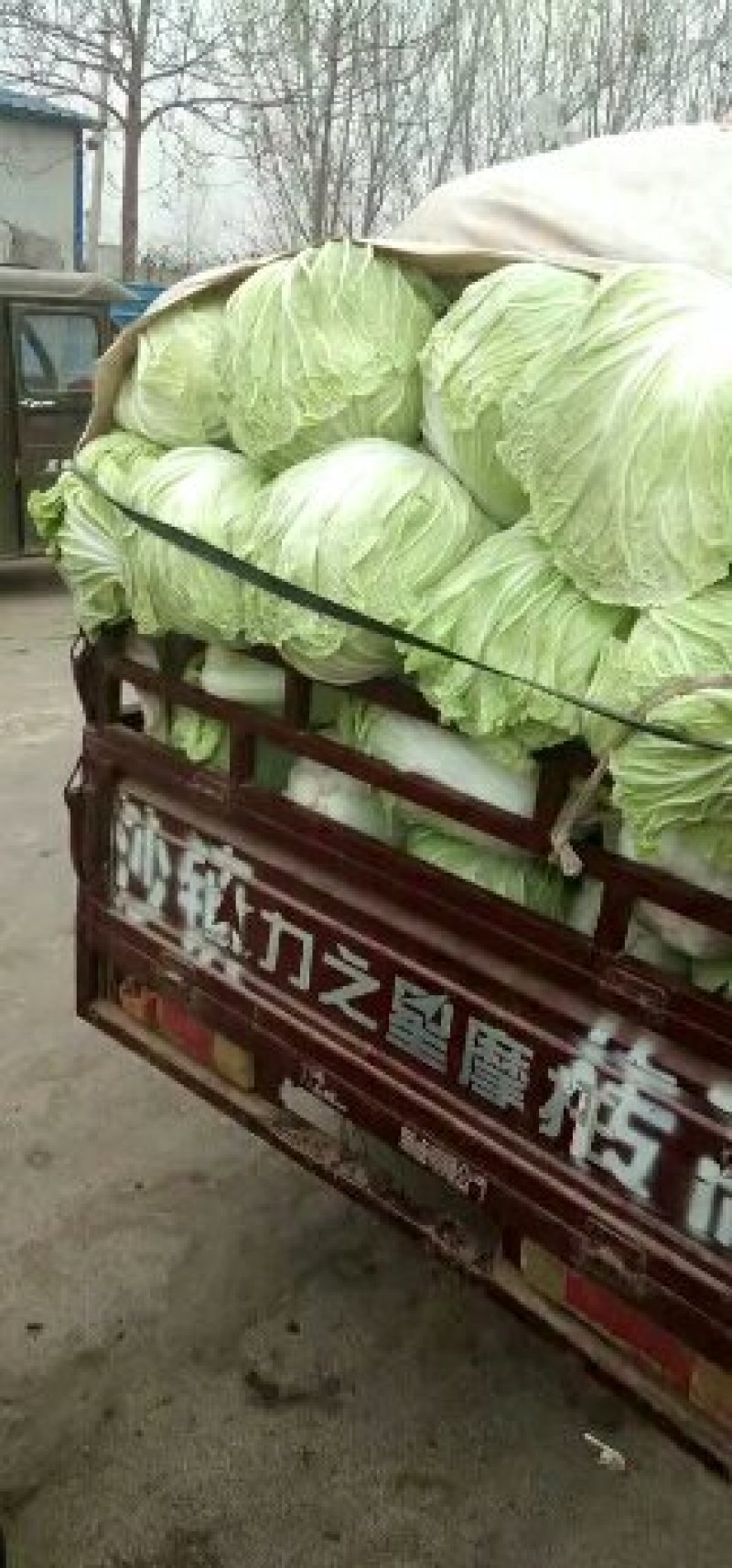 白菜大量供应，要多少有多少。一手货源，保证质量，