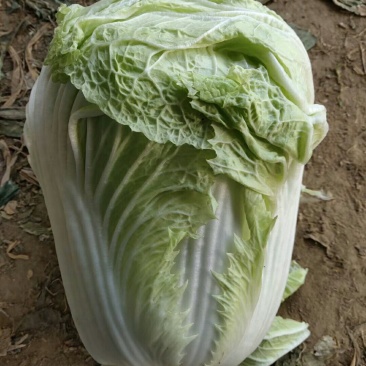 白菜大量供应，要多少有多少。一手货源，保证质量，
