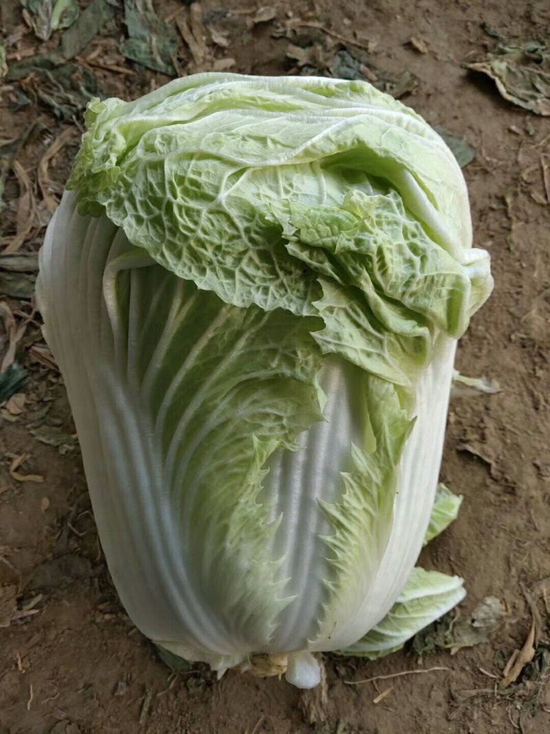 白菜大量供应，要多少有多少。一手货源，保证质量，