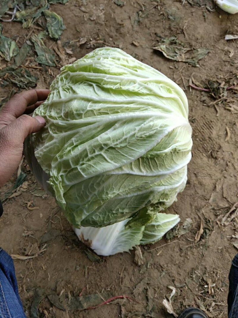 白菜大量供应，要多少有多少。一手货源，保证质量，