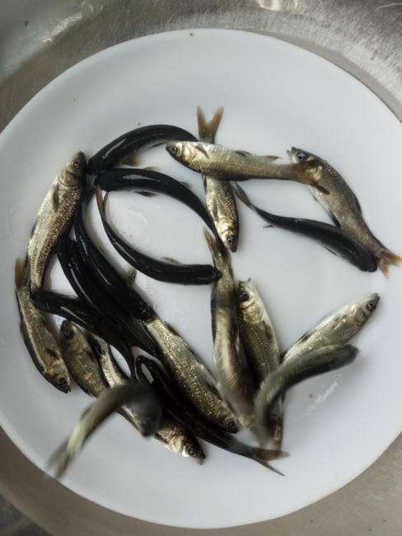 中华鳖，抗病毒生长快，可提供技朮指导，量大从优