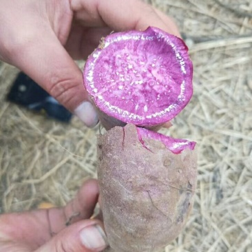 山东紫薯批发市场，基地直销批发货源充足，一手货源