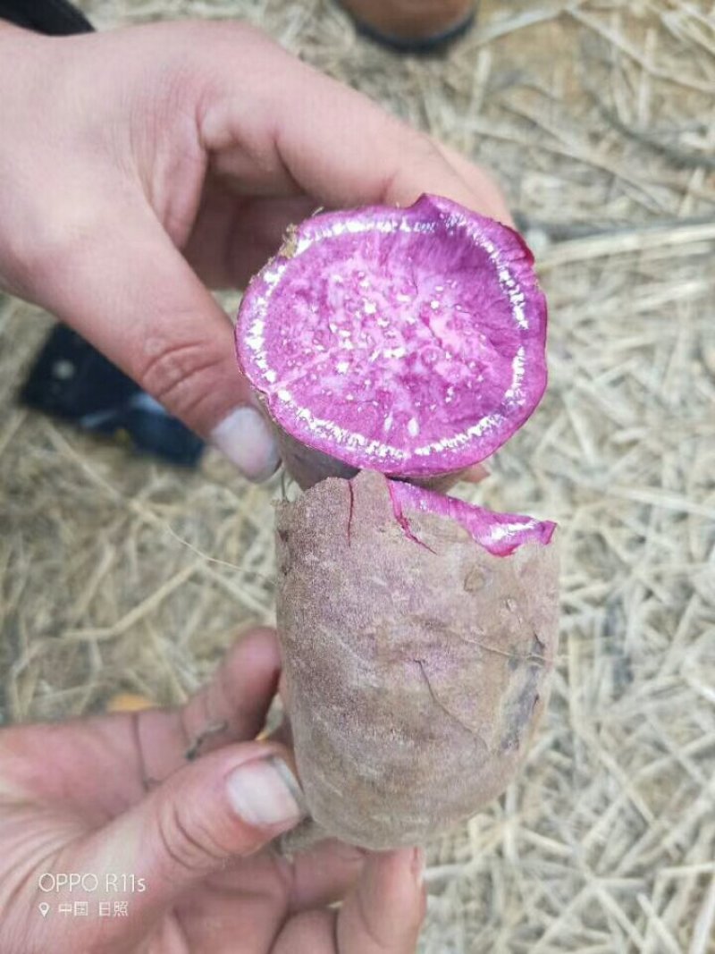 山东紫薯批发市场，基地直销批发货源充足，一手货源