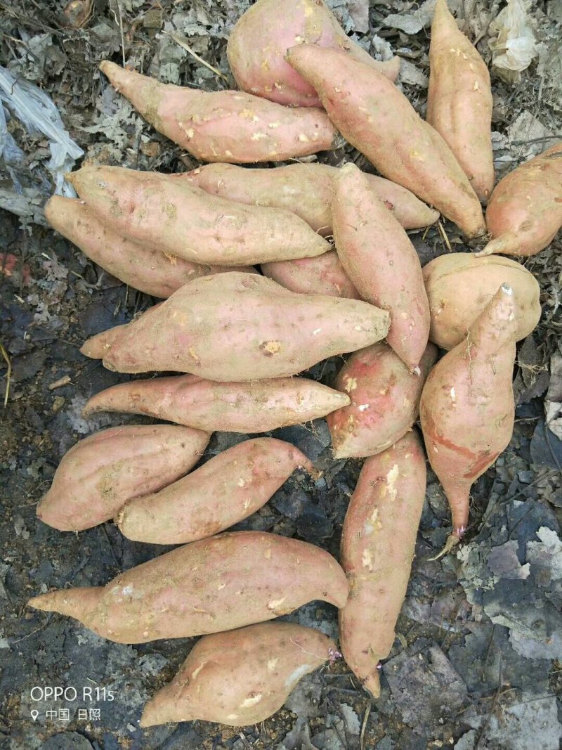 山东紫薯批发市场，基地直销批发货源充足，一手货源