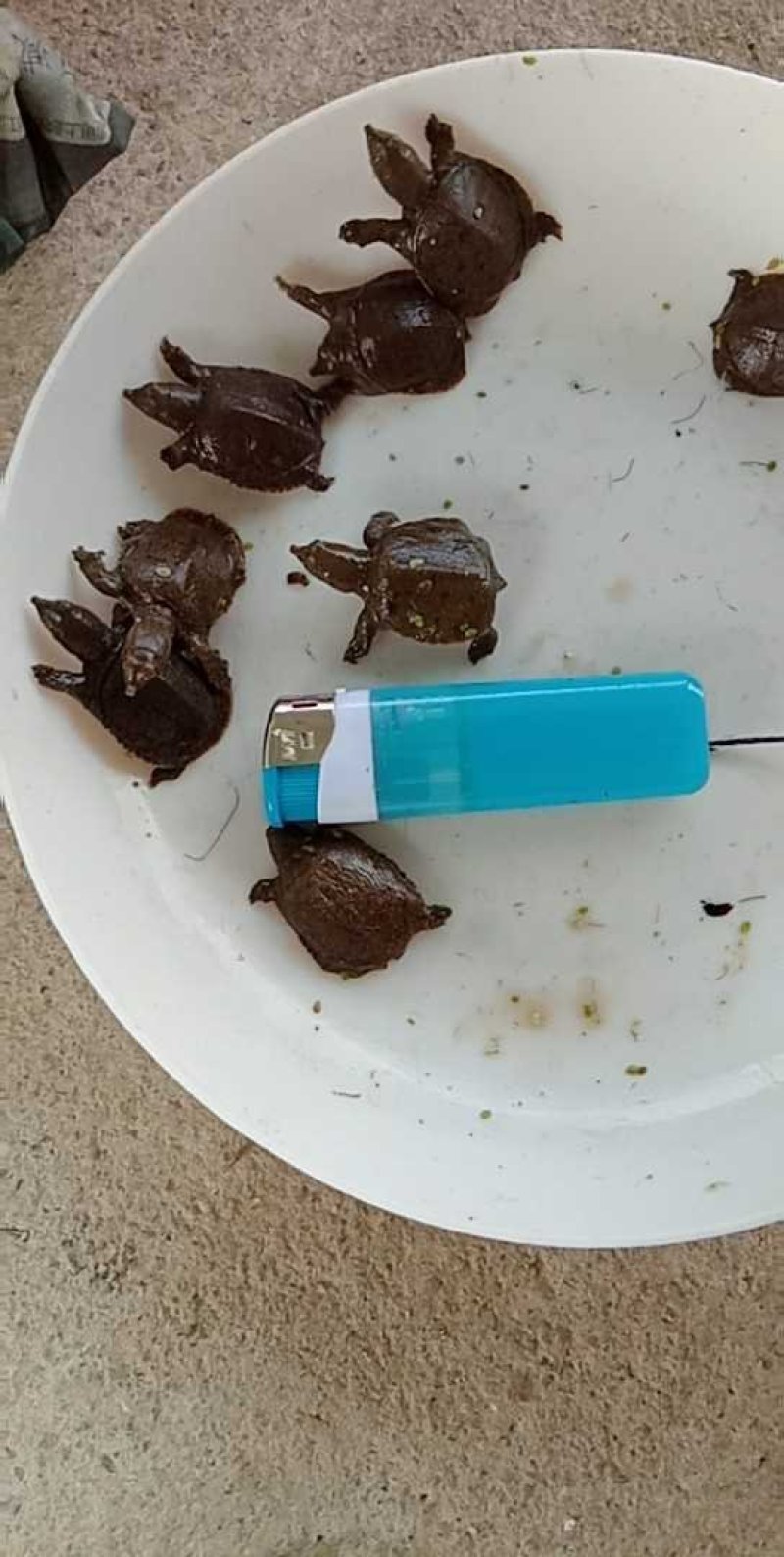 甲鱼苗鳖苗水鱼苗中华鳖