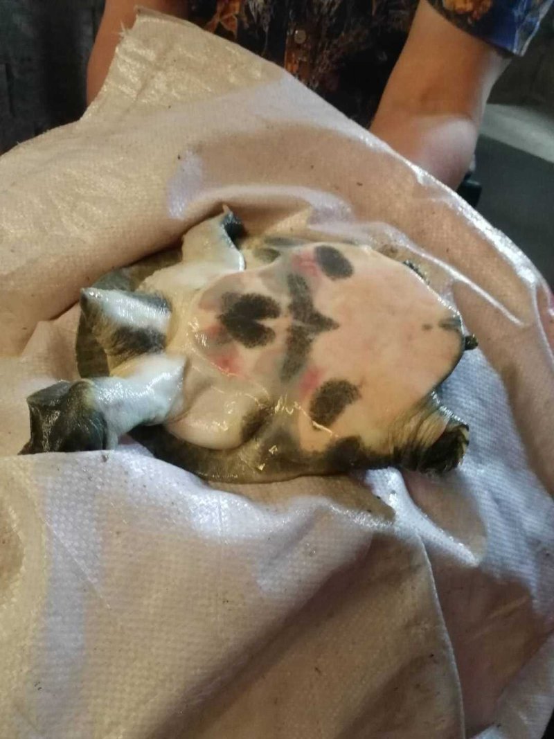 甲鱼苗鳖苗水鱼苗中华鳖