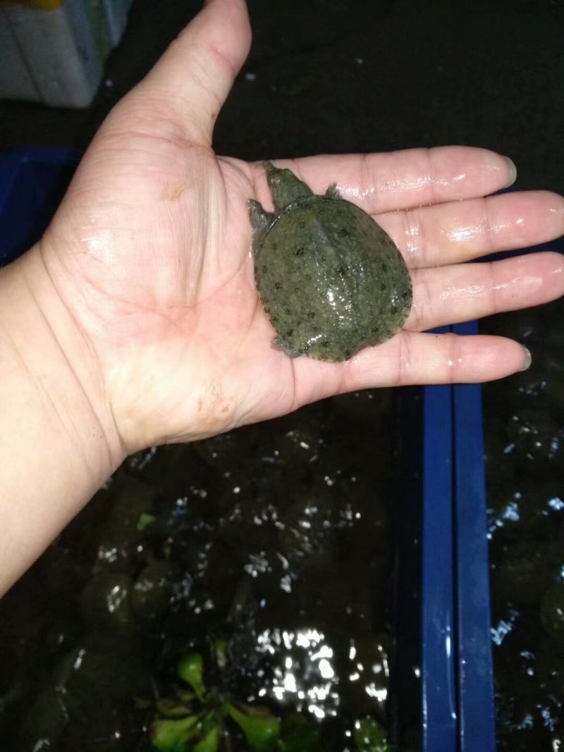 甲鱼苗鳖苗水鱼苗中华鳖