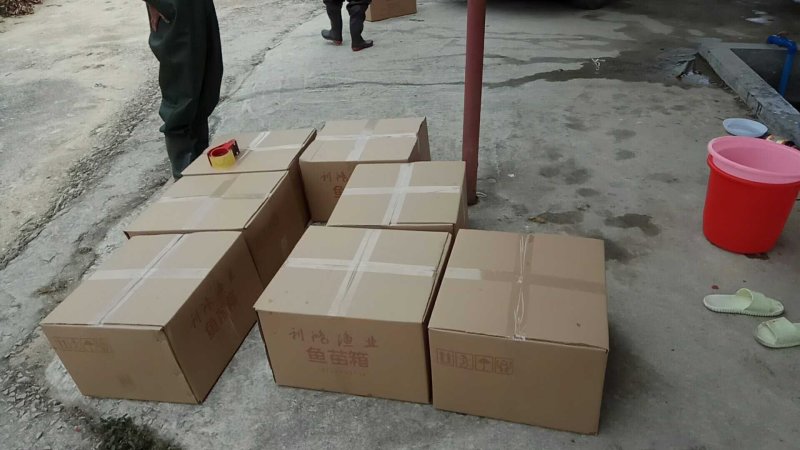 甲鱼苗鳖苗水鱼苗中华鳖