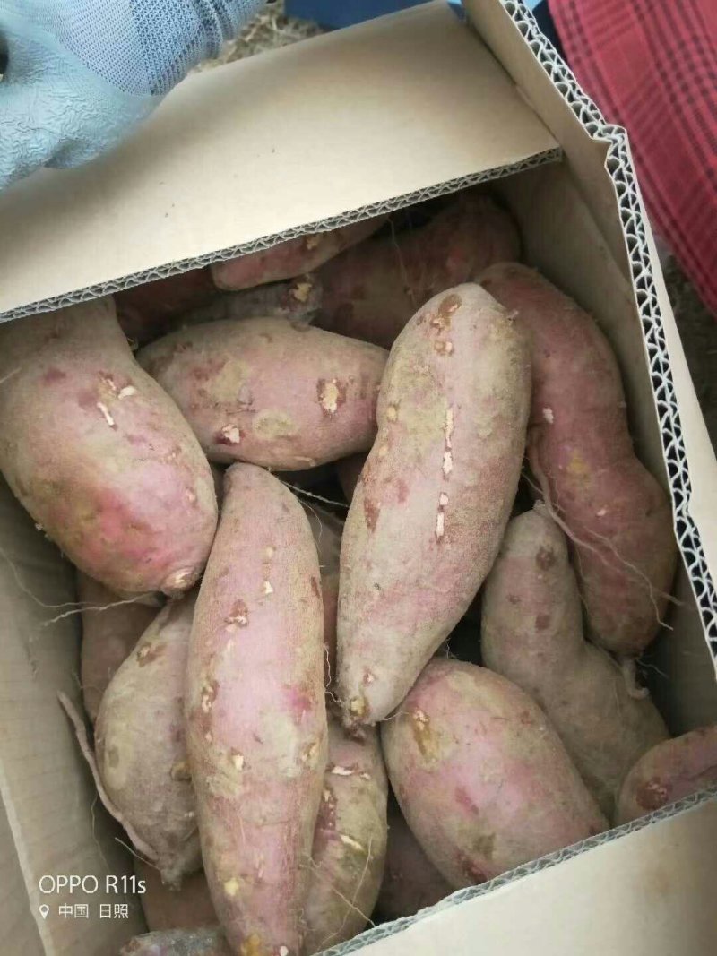 烟薯25.薯产地，基地，批发，电商货源充足