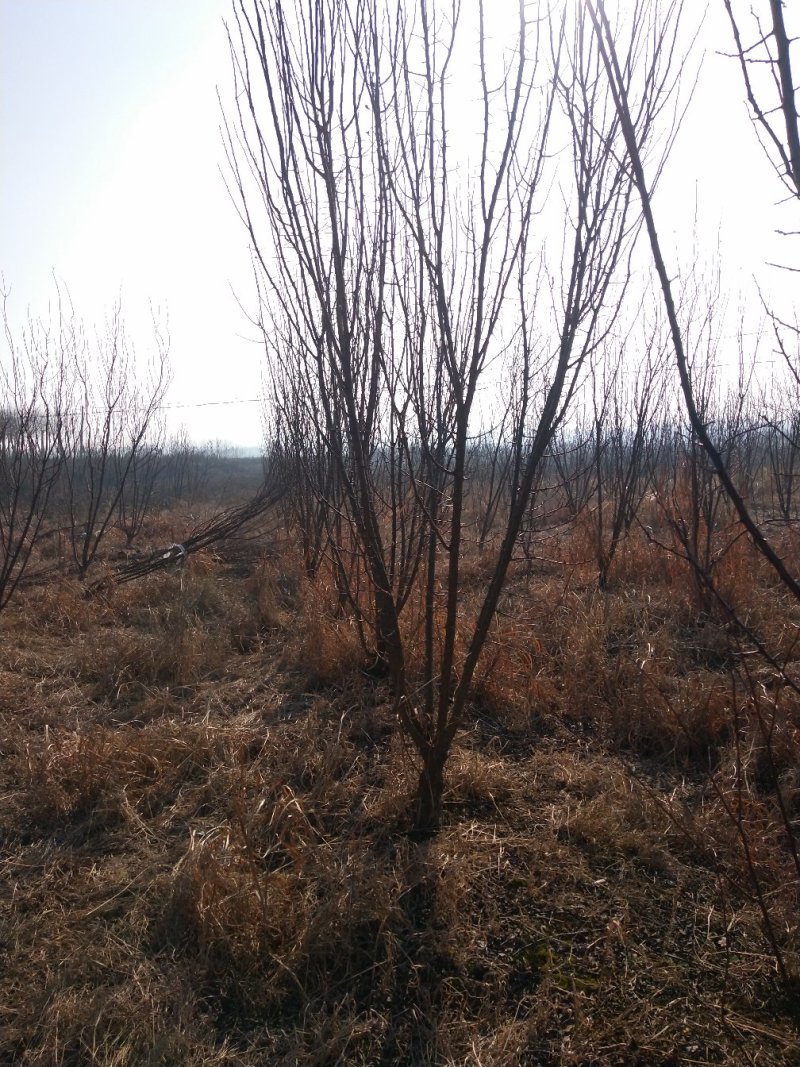 李子树