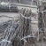 山东枣树苗基地直供小枣苗冬枣苗大枣苗规格全价格低