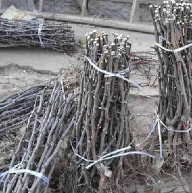 山东枣树苗基地直供小枣苗冬枣苗大枣苗规格全价格低