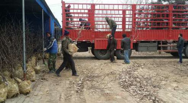 山东枣树苗基地直供小枣苗冬枣苗大枣苗规格全价格低