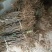 山东枣树苗基地直供小枣苗冬枣苗大枣苗规格全价格低