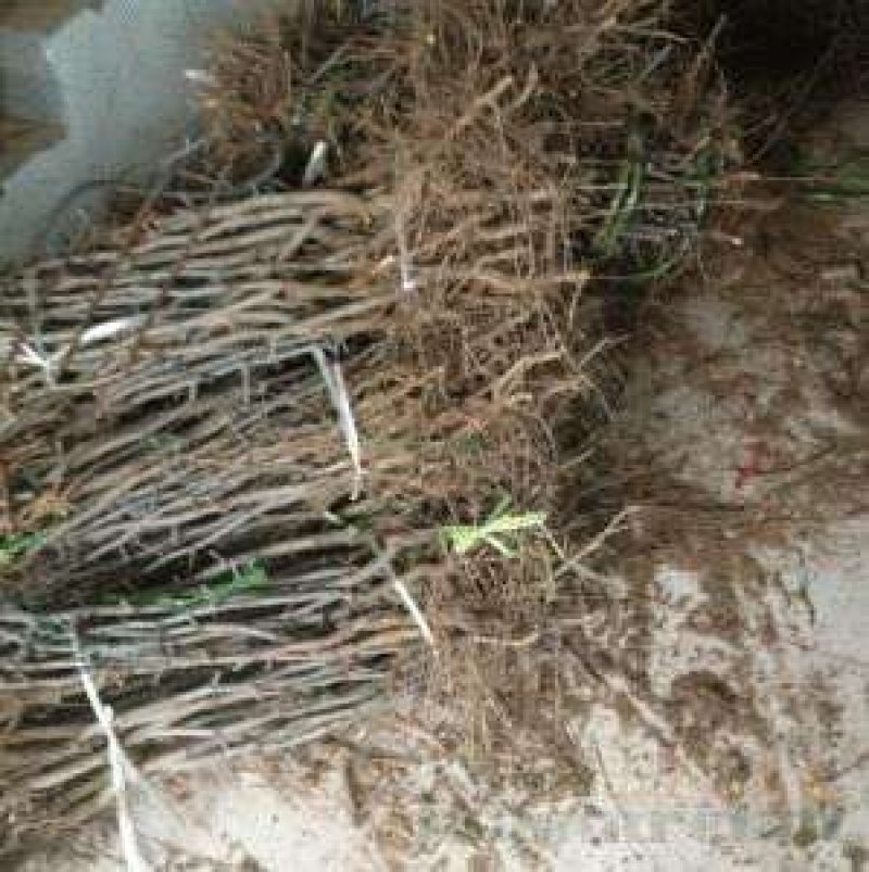 山东枣树苗基地直供小枣苗冬枣苗大枣苗规格全价格低